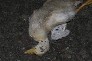 Australian duck farming - Captured at Golden Duck Farm, New Gisborne VIC Australia.