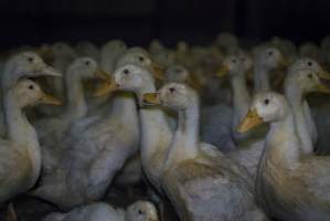 Australian duck farming - Captured at Golden Duck Farm, New Gisborne VIC Australia.