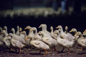 Australian duck farming - Captured at Golden Duck Farm, New Gisborne VIC Australia.