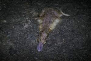 Australian duck farming, 2017