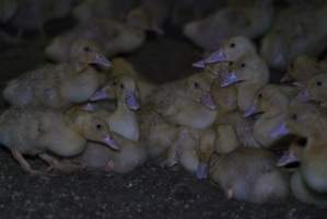 Australian duck farming - Captured at Golden Duck Farm, New Gisborne VIC Australia.