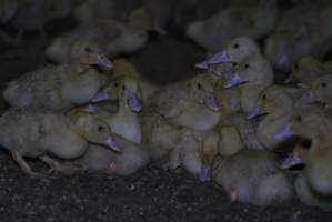 Australian duck farming, 2017