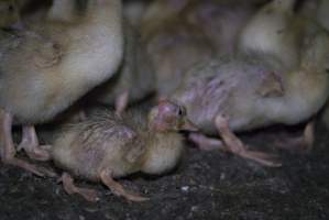 Australian duck farming, 2017