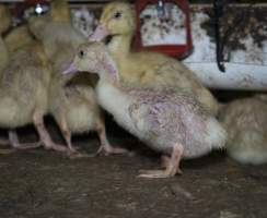 Australian duck farming - Captured at Golden Duck Farm, New Gisborne VIC Australia.