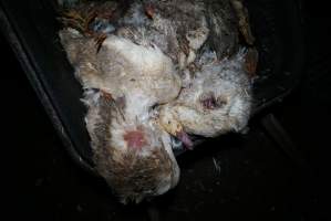 Australian duck farming - Captured at Golden Duck Farm, New Gisborne VIC Australia.