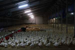 Australian duck farming - Captured at Luv-a-duck grower sheds, Nhill VIC Australia.