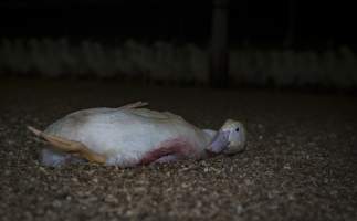 Australian duck farming - Captured at Luv-a-duck grower sheds, Nhill VIC Australia.