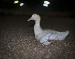 Australian duck farming - Captured at Luv-a-duck grower sheds, Nhill VIC Australia.