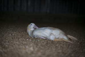 Australian duck farming - Captured at Luv-a-duck grower sheds, Nhill VIC Australia.