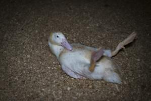 Australian duck farming - Captured at Luv-a-duck grower sheds, Nhill VIC Australia.