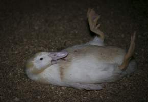 Australian duck farming - Captured at Luv-a-duck grower sheds, Nhill VIC Australia.