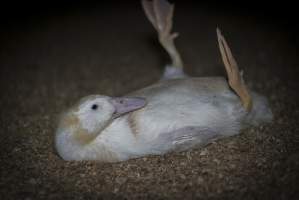 Australian duck farming - Captured at Luv-a-duck grower sheds, Nhill VIC Australia.