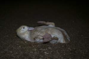 Australian duck farming - Captured at Luv-a-duck grower sheds, Nhill VIC Australia.