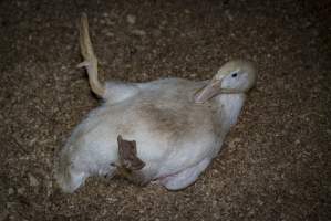 Australian duck farming - Captured at Luv-a-duck grower sheds, Nhill VIC Australia.