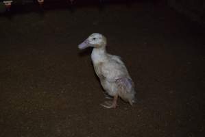 Australian duck farming - Captured at Luv-a-duck grower sheds, Nhill VIC Australia.