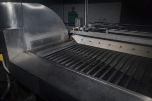 Australian duck farming - Sorting conveyor with macerator underneath - Captured at Luv-a-duck Hatchery, Nhill VIC Australia.