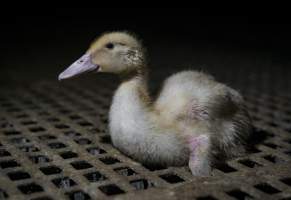 Australian duck farming - Captured at NSW.