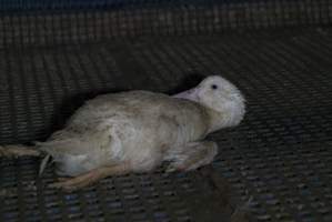 Australian duck farming - Captured at NSW.