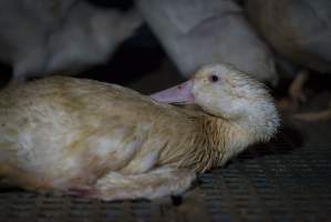 Australian duck farming - Captured at NSW.