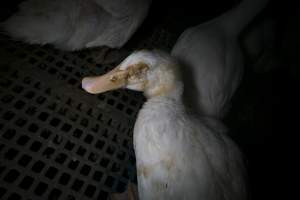 Australian duck farming - Captured at NSW.