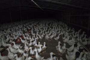 Australian duck farming - Captured at NSW.