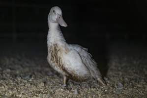 Australian duck farming - Captured at NSW.