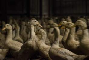 Australian duck farming - Photo by Stefano Belacchi of Essere Animali - Captured at Golden Duck Farm, New Gisborne VIC Australia.