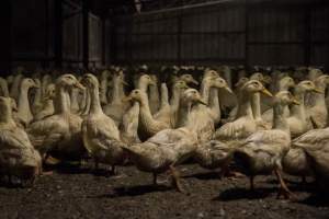 Australian duck farming - Photo by Stefano Belacchi of Essere Animali - Captured at Golden Duck Farm, New Gisborne VIC Australia.