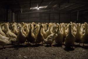 Australian duck farming - Photo by Stefano Belacchi of Essere Animali - Captured at Golden Duck Farm, New Gisborne VIC Australia.