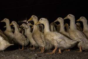 Australian duck farming - Photo by Stefano Belacchi of Essere Animali - Captured at Golden Duck Farm, New Gisborne VIC Australia.