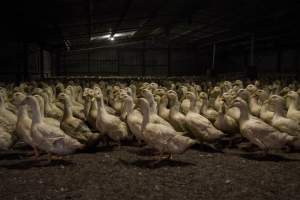 Australian duck farming - Photo by Stefano Belacchi of Essere Animali - Captured at Golden Duck Farm, New Gisborne VIC Australia.