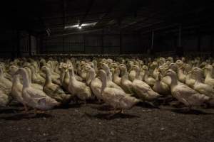 Australian duck farming, 2017