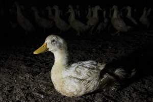 Australian duck farming - Photo by Stefano Belacchi of Essere Animali - Captured at Golden Duck Farm, New Gisborne VIC Australia.