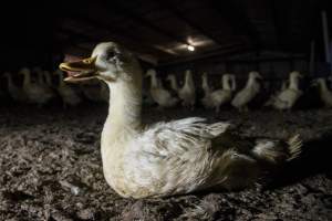 Australian duck farming - Photo by Stefano Belacchi of Essere Animali - Captured at Golden Duck Farm, New Gisborne VIC Australia.