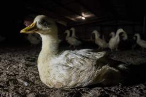 Australian duck farming - Photo by Stefano Belacchi of Essere Animali - Captured at Golden Duck Farm, New Gisborne VIC Australia.