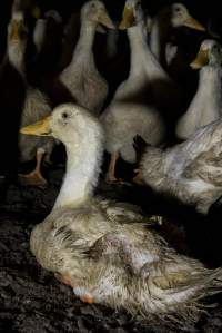 Australian duck farming - Photo by Stefano Belacchi of Essere Animali - Captured at Golden Duck Farm, New Gisborne VIC Australia.