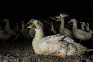 Australian duck farming - Photo by Stefano Belacchi of Essere Animali - Captured at Golden Duck Farm, New Gisborne VIC Australia.