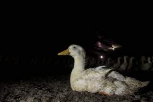 Australian duck farming - Photo by Stefano Belacchi of Essere Animali - Captured at Golden Duck Farm, New Gisborne VIC Australia.