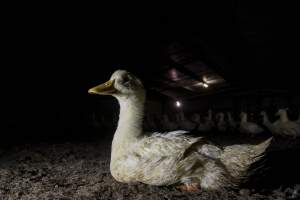 Australian duck farming - Photo by Stefano Belacchi of Essere Animali - Captured at Golden Duck Farm, New Gisborne VIC Australia.