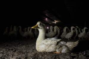 Australian duck farming - Photo by Stefano Belacchi of Essere Animali - Captured at Golden Duck Farm, New Gisborne VIC Australia.