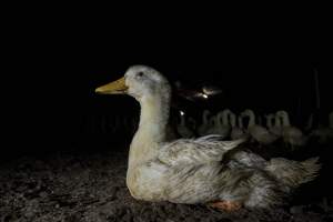 Australian duck farming - Photo by Stefano Belacchi of Essere Animali - Captured at Golden Duck Farm, New Gisborne VIC Australia.