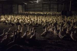 Australian duck farming - Photo by Stefano Belacchi of Essere Animali - Captured at Golden Duck Farm, New Gisborne VIC Australia.