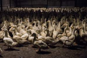 Australian duck farming - Photo by Stefano Belacchi of Essere Animali - Captured at Golden Duck Farm, New Gisborne VIC Australia.