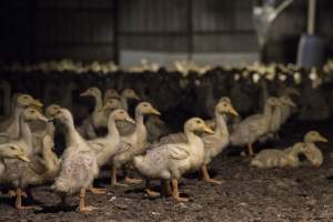 Australian duck farming - Photo by Stefano Belacchi of Essere Animali - Captured at Golden Duck Farm, New Gisborne VIC Australia.