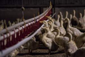 Australian duck farming - Photo by Stefano Belacchi of Essere Animali - Captured at Golden Duck Farm, New Gisborne VIC Australia.