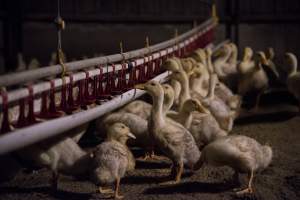 Australian duck farming - Photo by Stefano Belacchi of Essere Animali - Captured at Golden Duck Farm, New Gisborne VIC Australia.