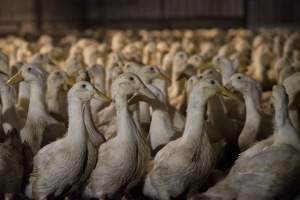 Australian duck farming - Photo by Stefano Belacchi of Essere Animali - Captured at Golden Duck Farm, New Gisborne VIC Australia.