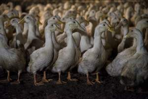 Australian duck farming - Photo by Stefano Belacchi of Essere Animali - Captured at Golden Duck Farm, New Gisborne VIC Australia.