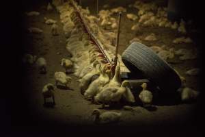 Australian duck farming - Photo by Stefano Belacchi of Essere Animali - Captured at Golden Duck Farm, New Gisborne VIC Australia.