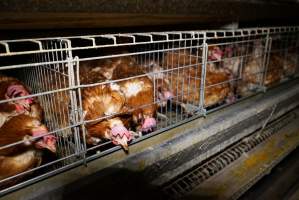 Battery cages - Captured at Daily Fresh Eggs, Lang Lang VIC Australia.